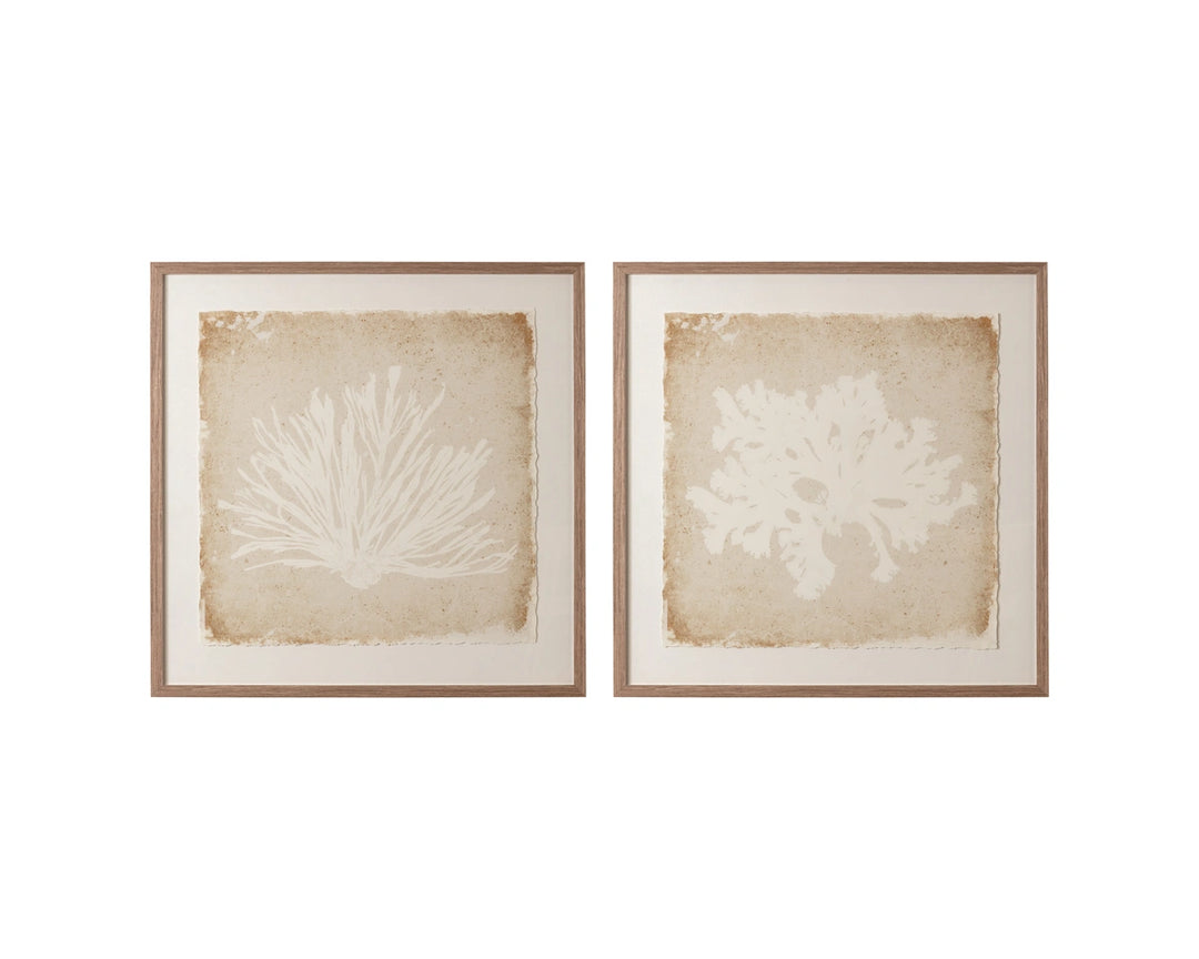Aquatic Flora II - 40" X 40" - Medium Brown Frame