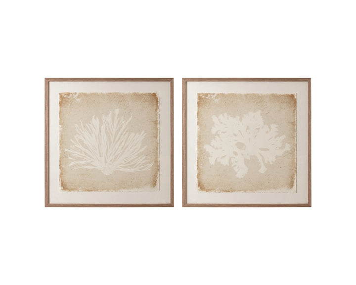 Aquatic Flora II - 40" X 40" - Medium Brown Frame
