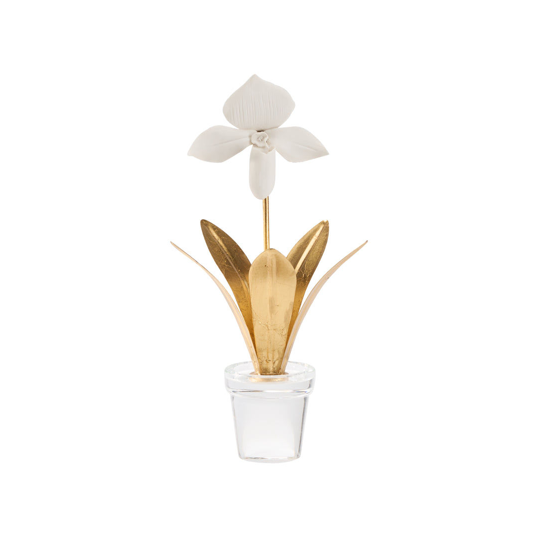 Lady Slipper Orchid - 370503