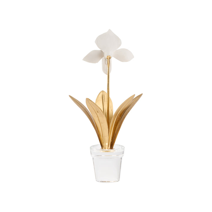 Lady Slipper Orchid - 370503
