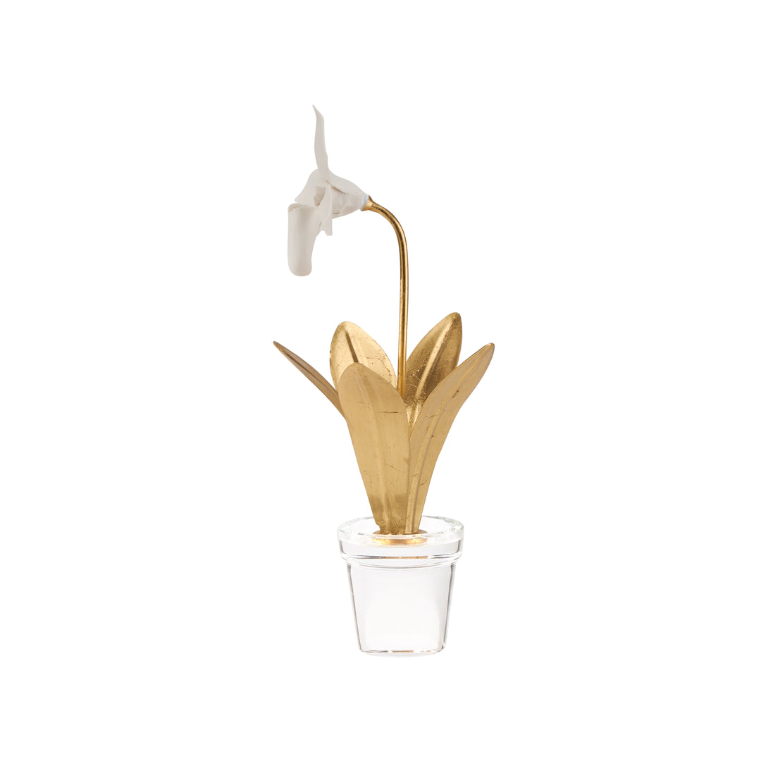 Lady Slipper Orchid - 370503
