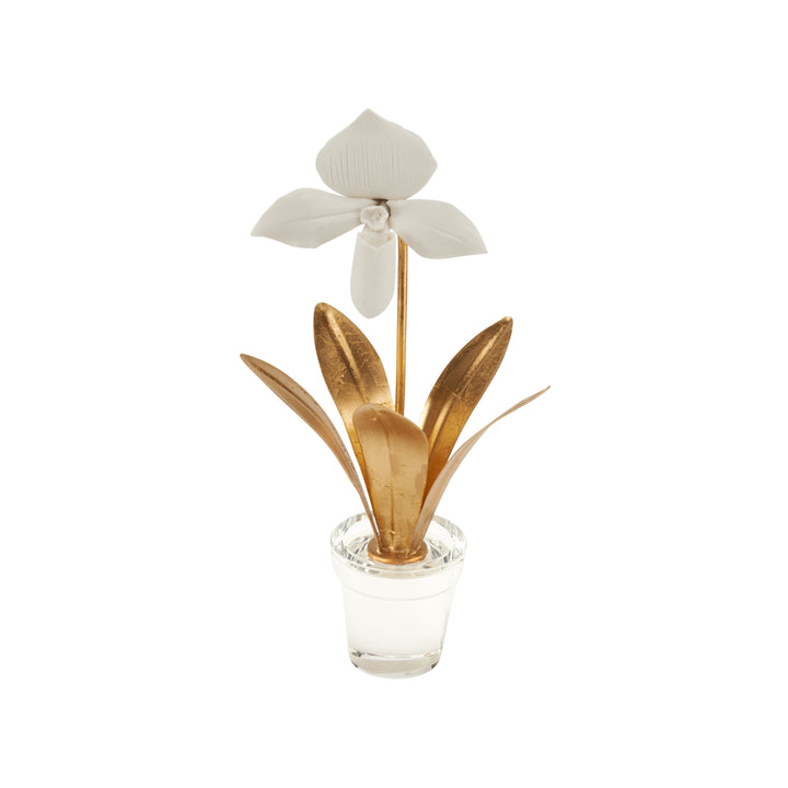 Lady Slipper Orchid - 370503
