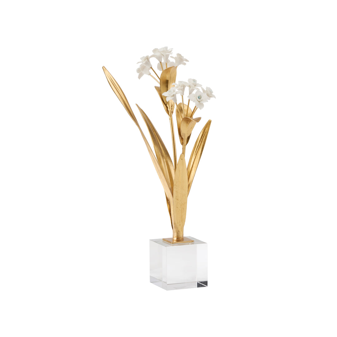 Paperwhite Narcissus - 370504