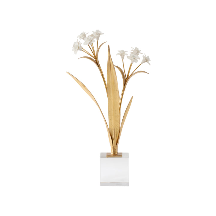 Paperwhite Narcissus - 370504