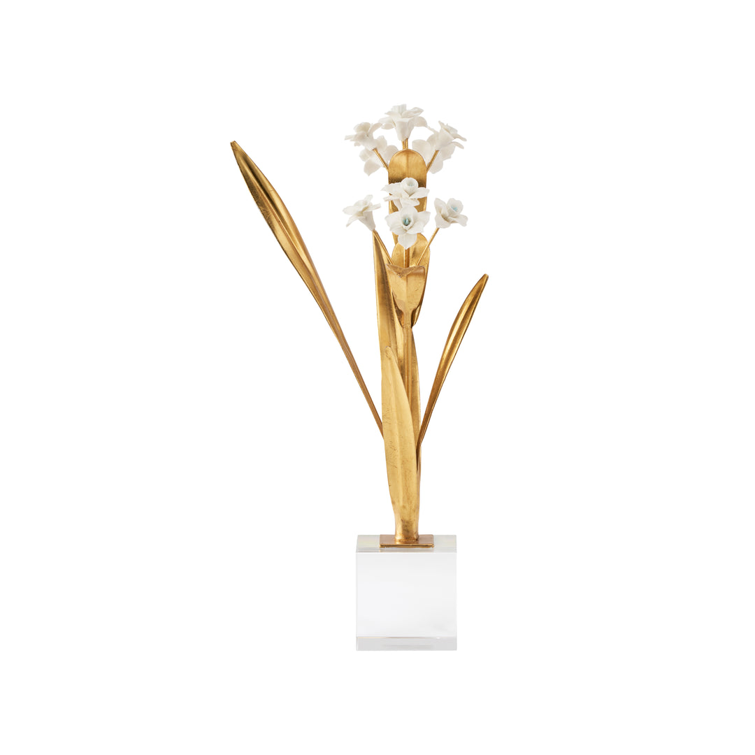 Paperwhite Narcissus - 370504