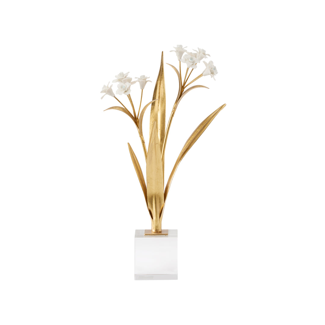 Paperwhite Narcissus - 370504