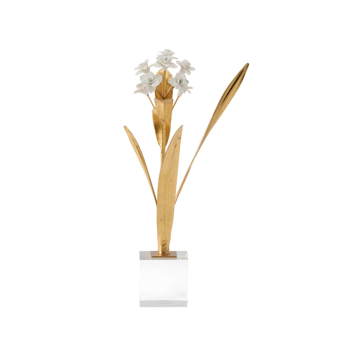 Paperwhite Narcissus - 370504