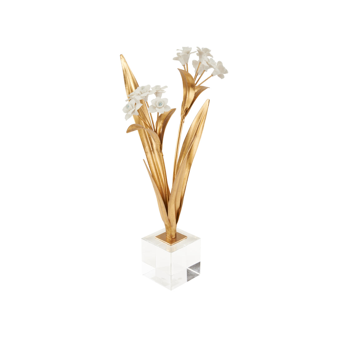 Paperwhite Narcissus - 370504