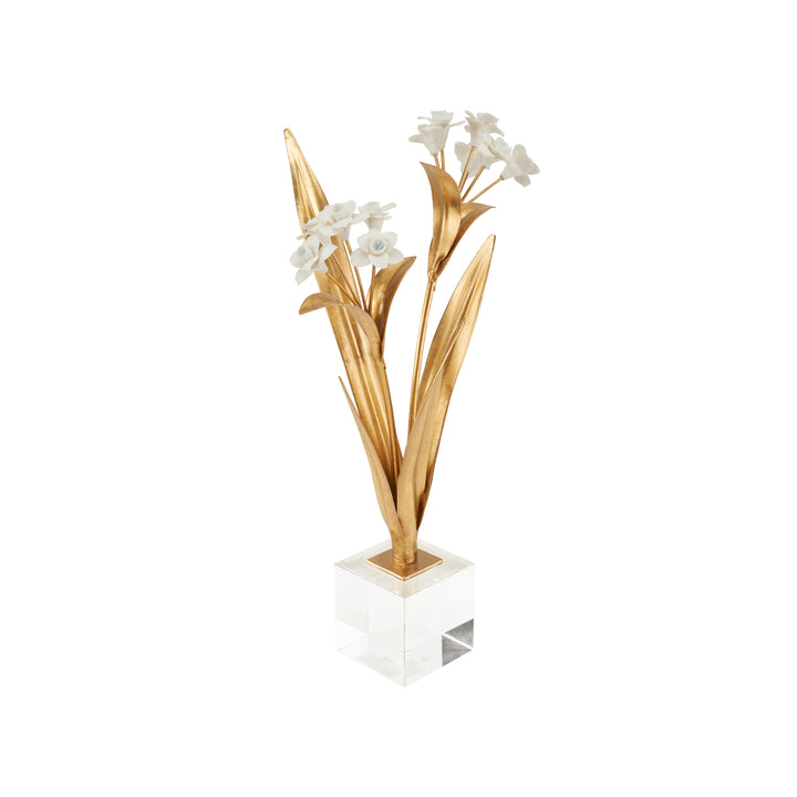 Paperwhite Narcissus - 370504