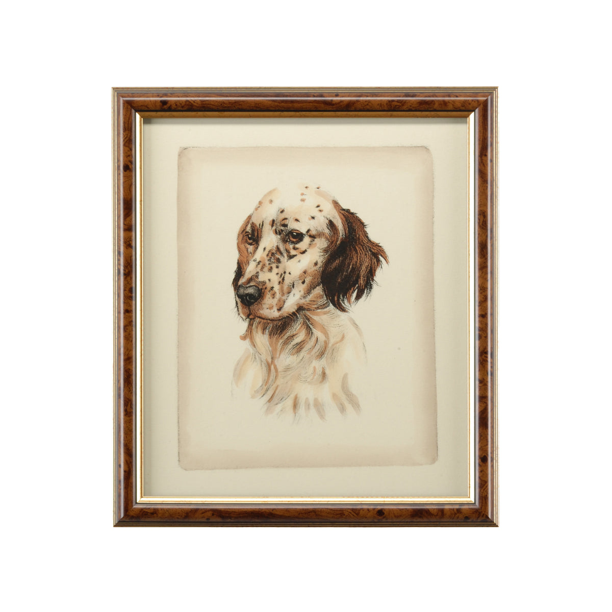 Danchin Brittany Spaniel - 380357