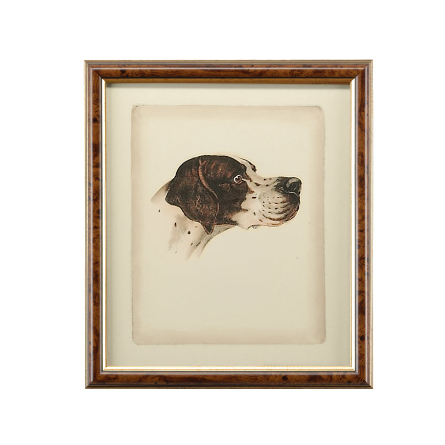 Danchin Setter - 380358