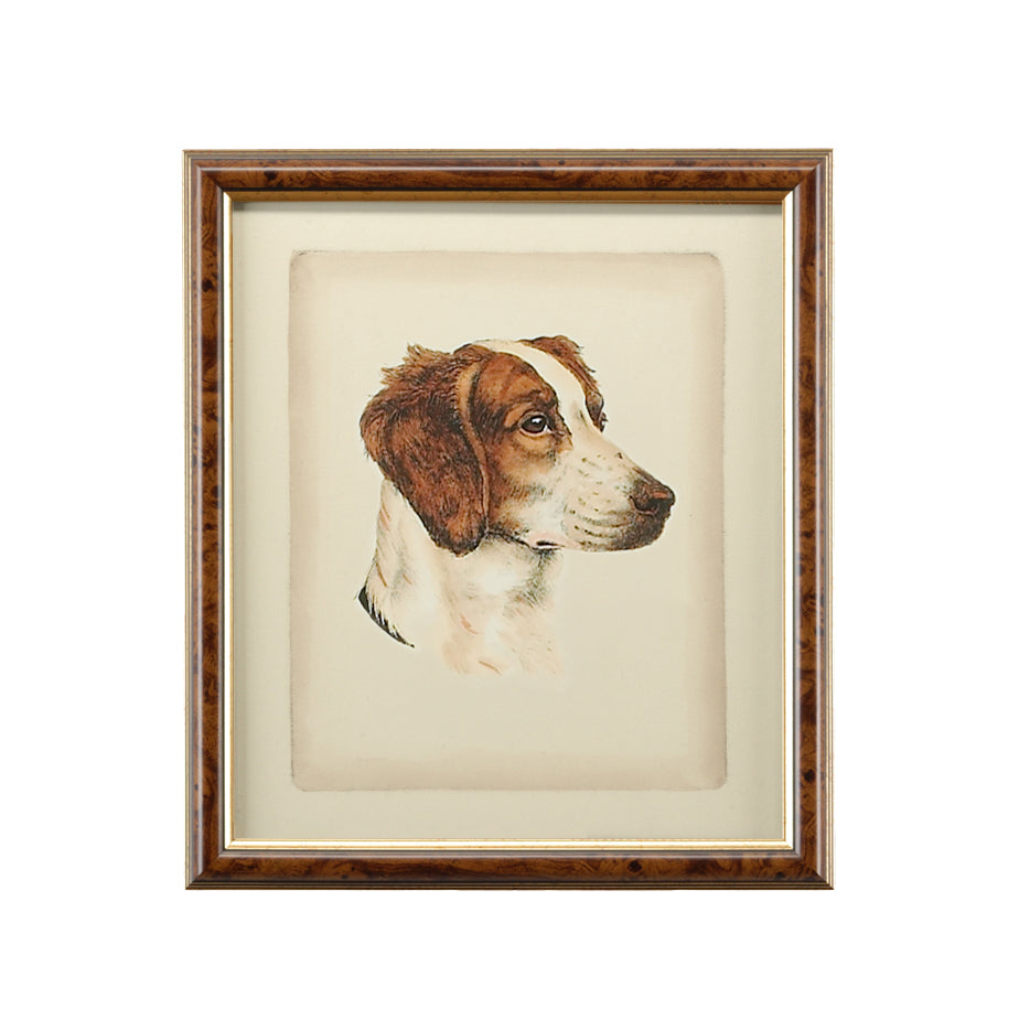 Danchin Pointer - 380359