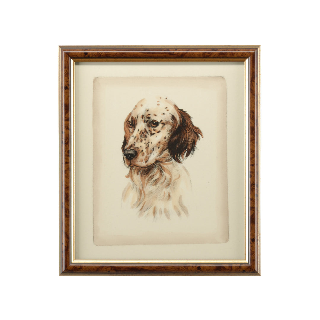 Danchin Pointer - 380359