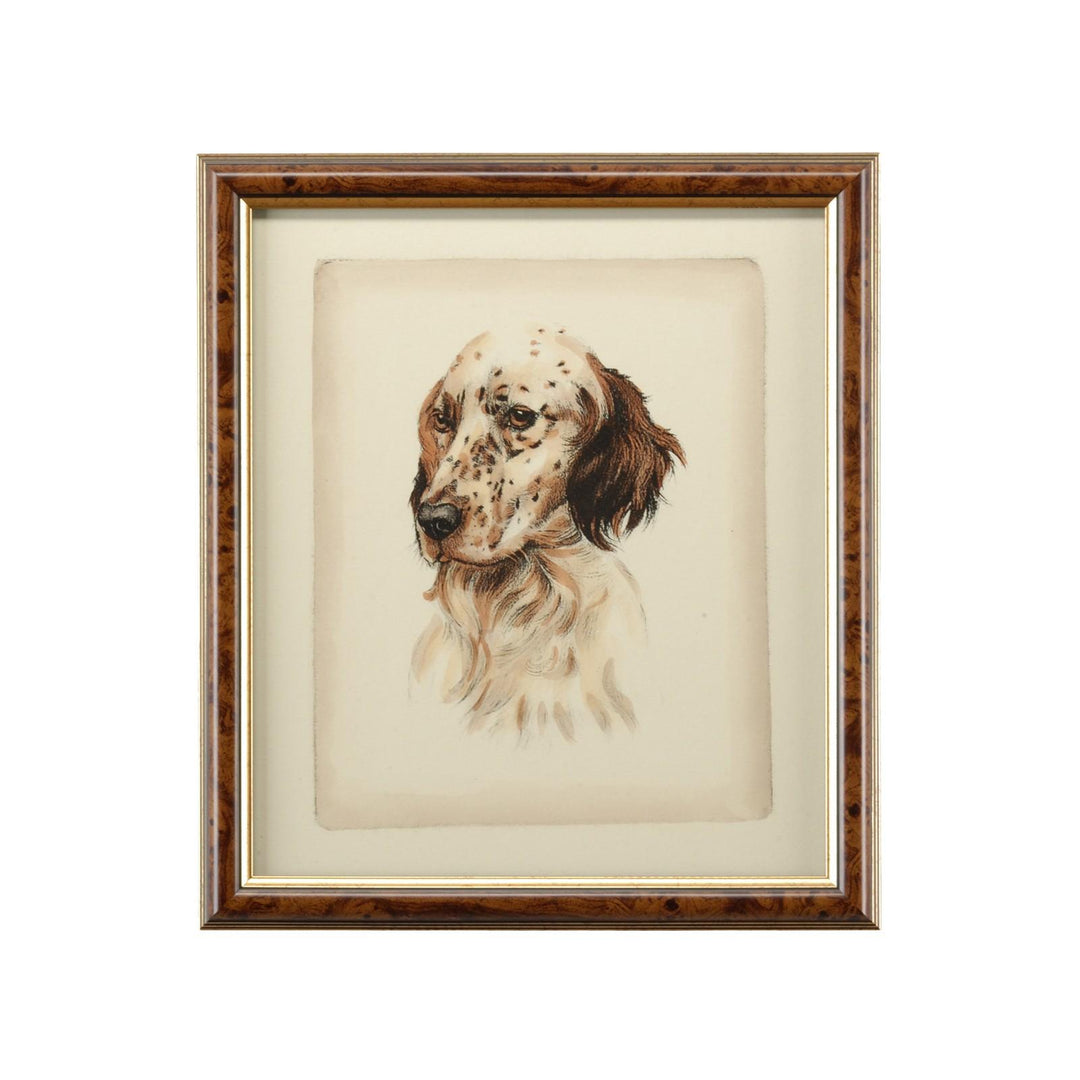 Danchin Pointer - 380359