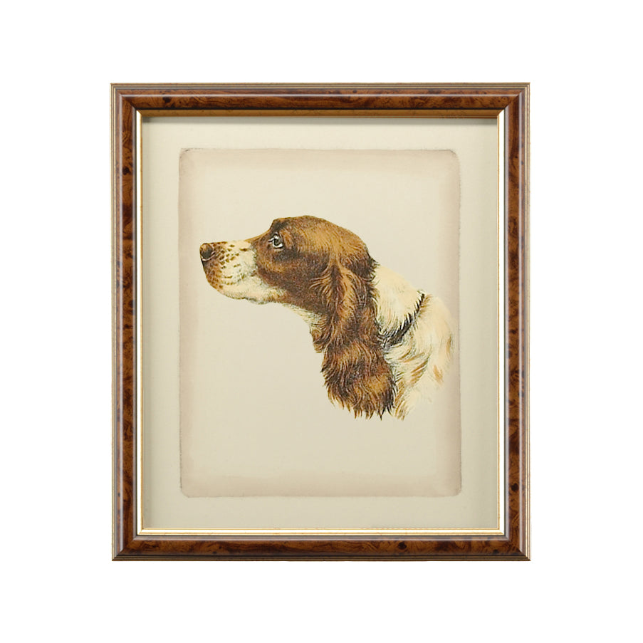 Danchin Cocker Spaniel - 380360