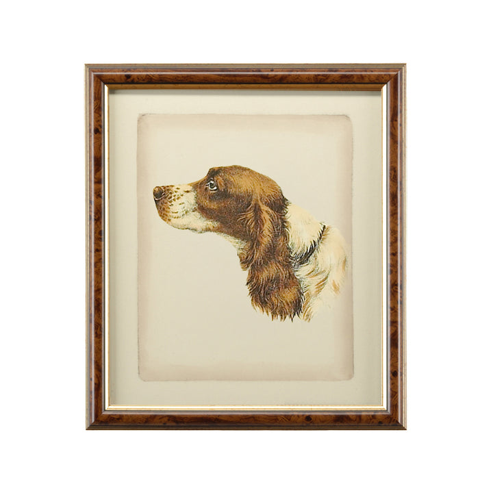 Danchin Cocker Spaniel - 380360