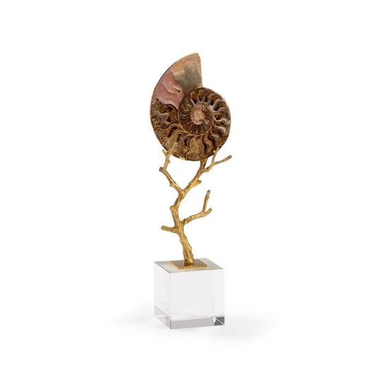 Small Ammonoidea - 383264