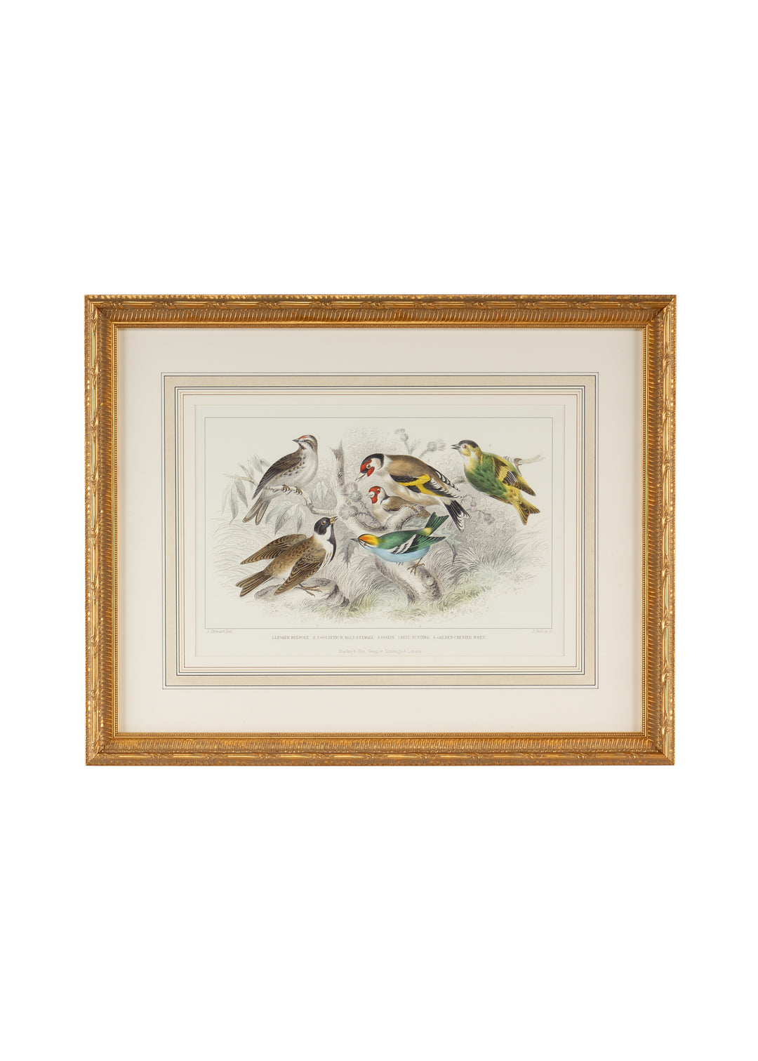 Gold Finch Bunting & Wrens - 386062