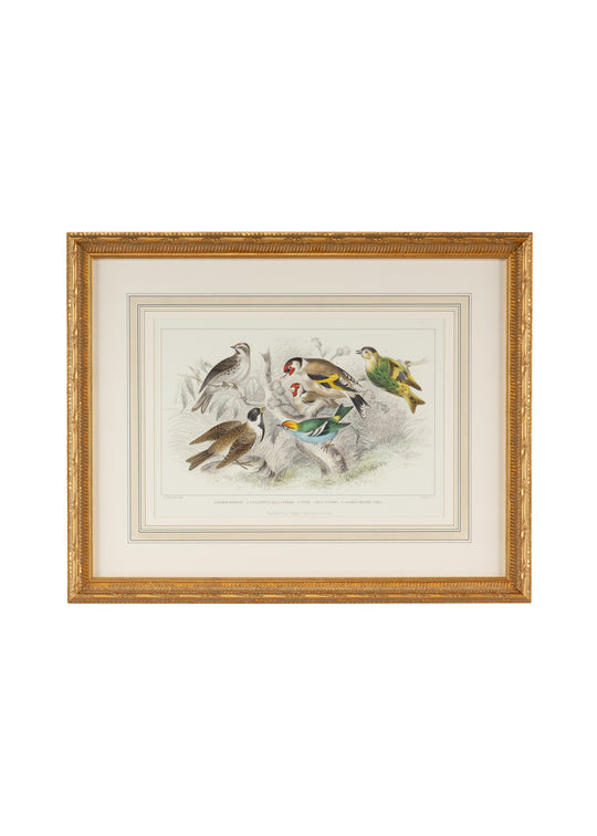 Gold Finch Bunting & Wrens - 386062