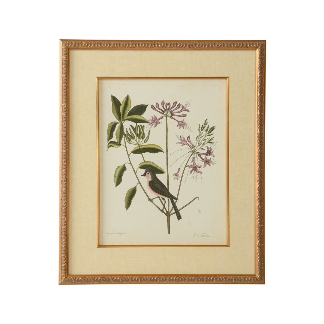 Catesby Bird & Botanical I - 386175