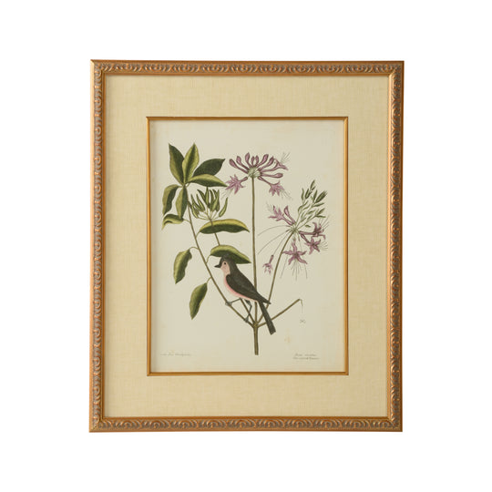 Catesby Bird & Botanical I - 386175