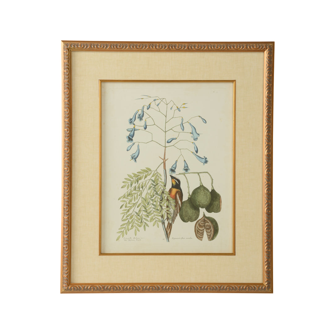 Catesby Bird & Botanical II - 386176
