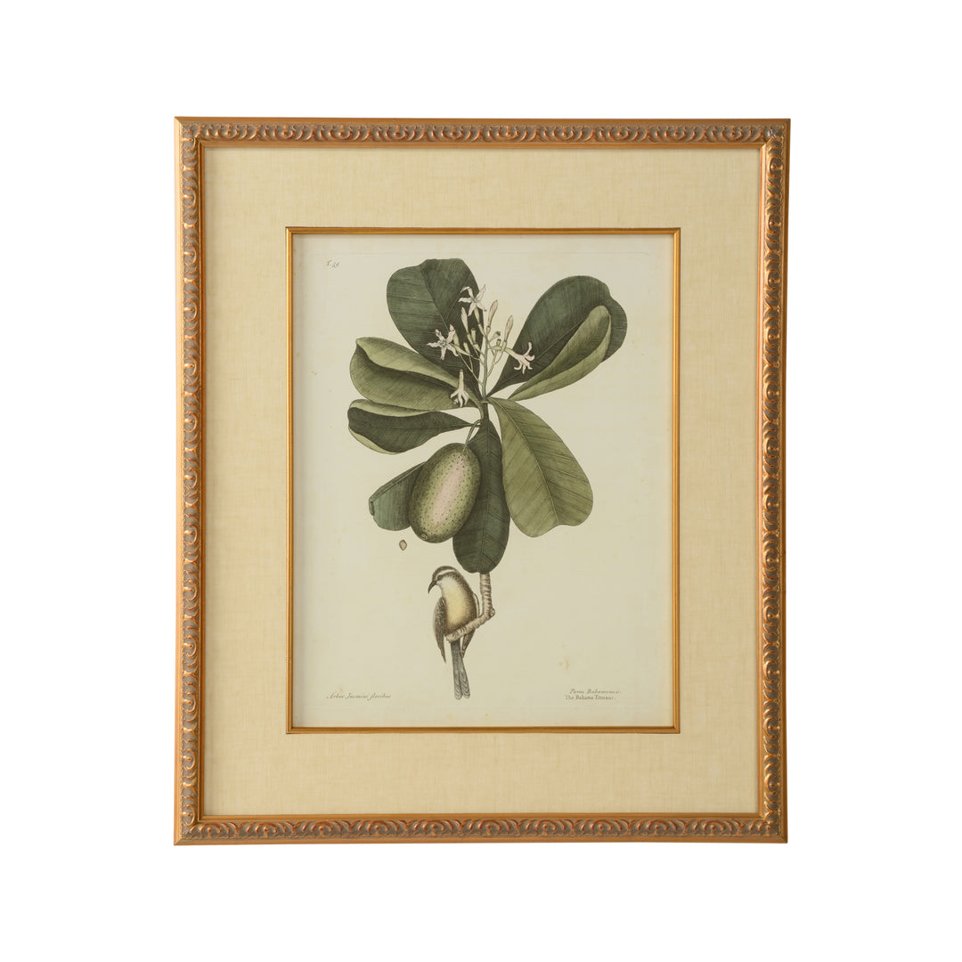 Catesby Bird & Botanical III - 386177