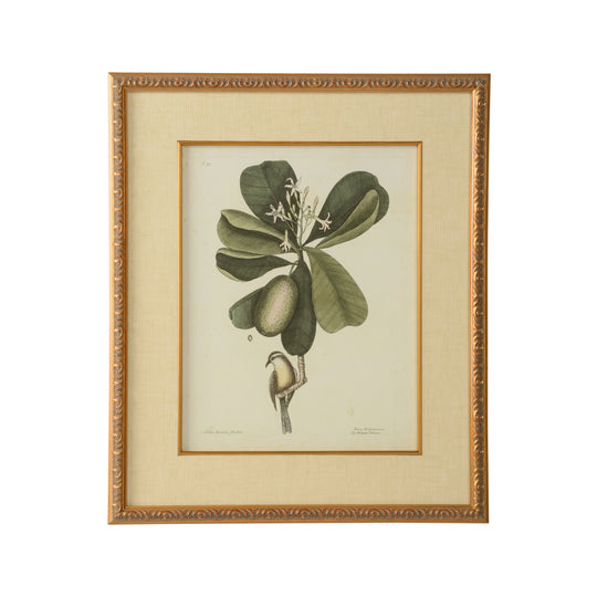 Catesby Bird & Botanical III - 386177