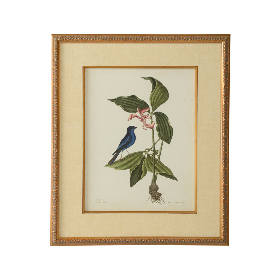 Catesby Bird & Botanical IV - 386178