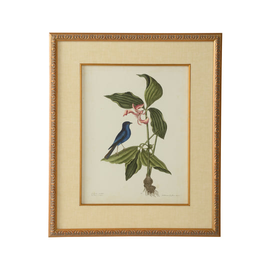 Catesby Bird & Botanical IV - 386178