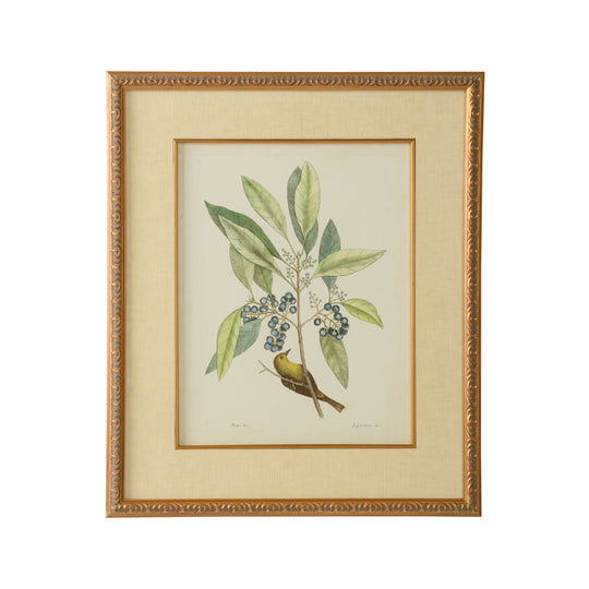 Catesby Bird & Botanical V - 386179