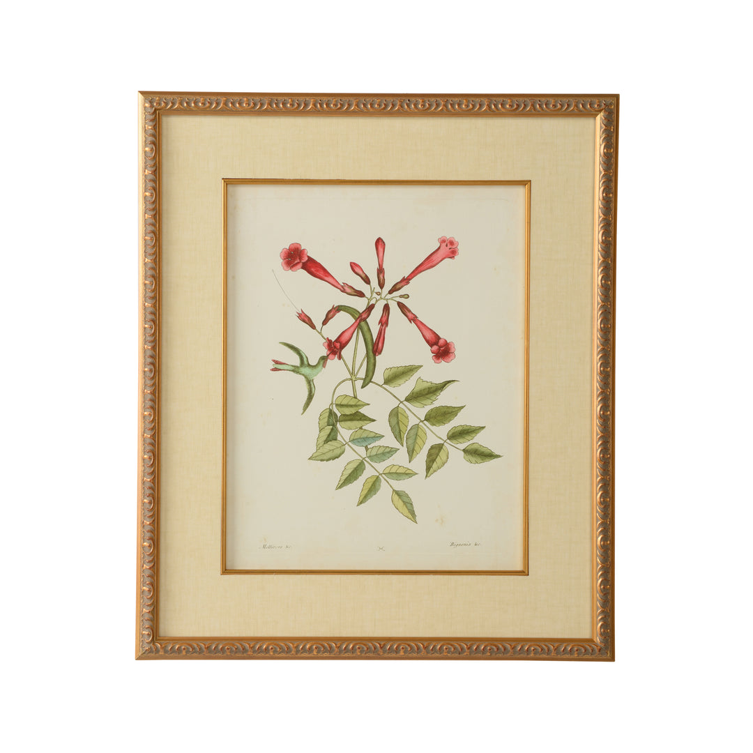 Catesby Bird & Botanical VI - 386180