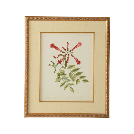 Catesby Bird & Botanical VI - 386180