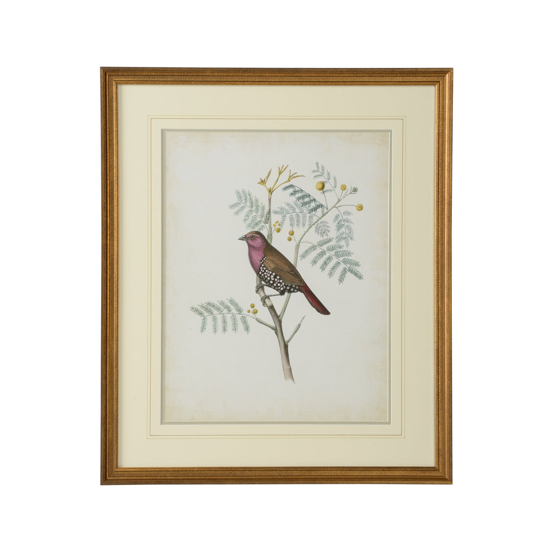 Delicate Birds II - 386343