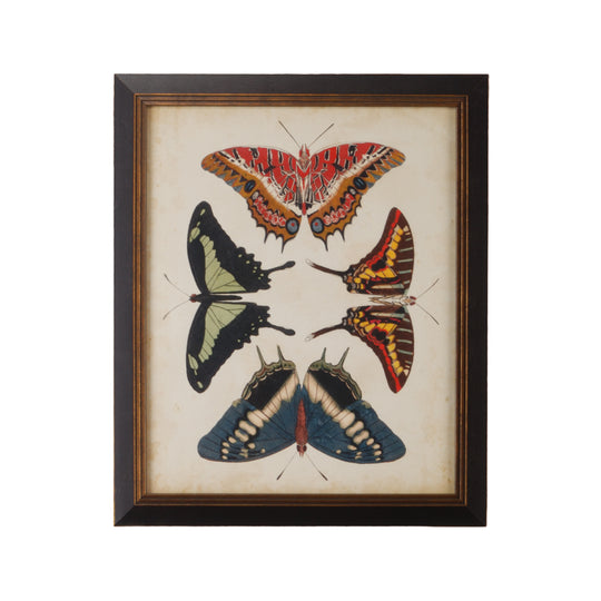 Display Of Butterflies II - 386516