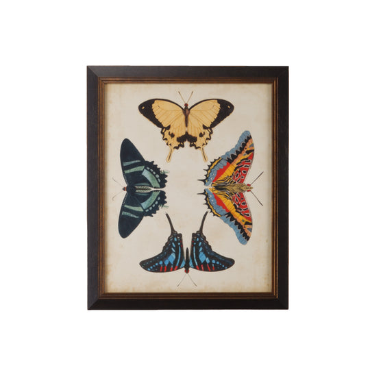 Display Of Butterflies III - 386517