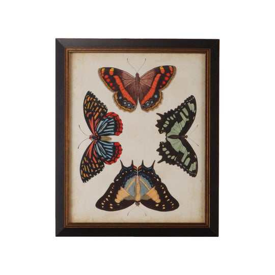 Display Of Butterflies IV - 386518