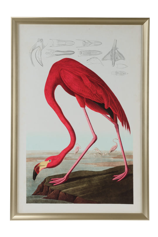 American Flamingo - 387126