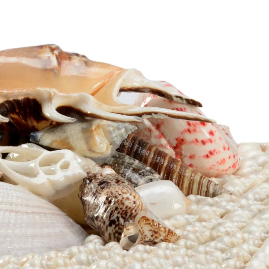 White Shell Boxes (S2)