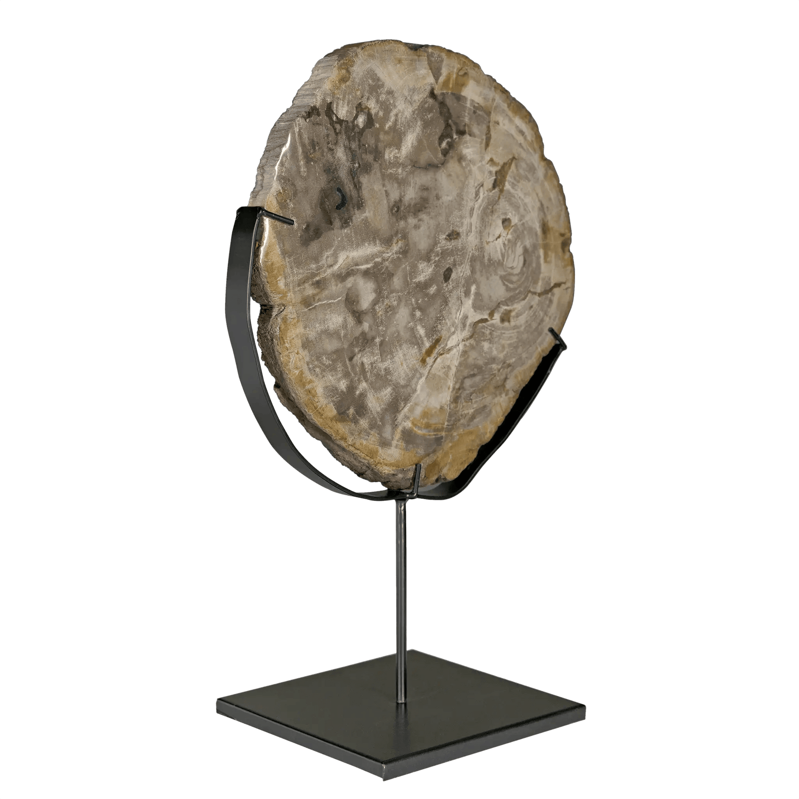 Noir Wood Fossil with Stand, 12" DECORATIVE OBJECTS