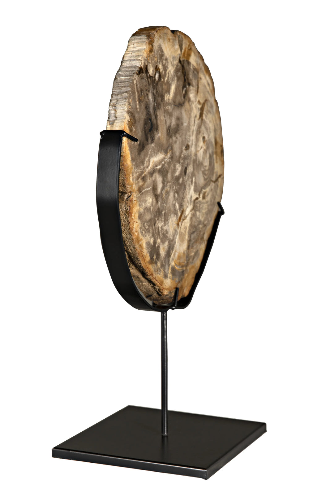 American Home Furniture | Noir - Wood Fossil with Stand, 12"