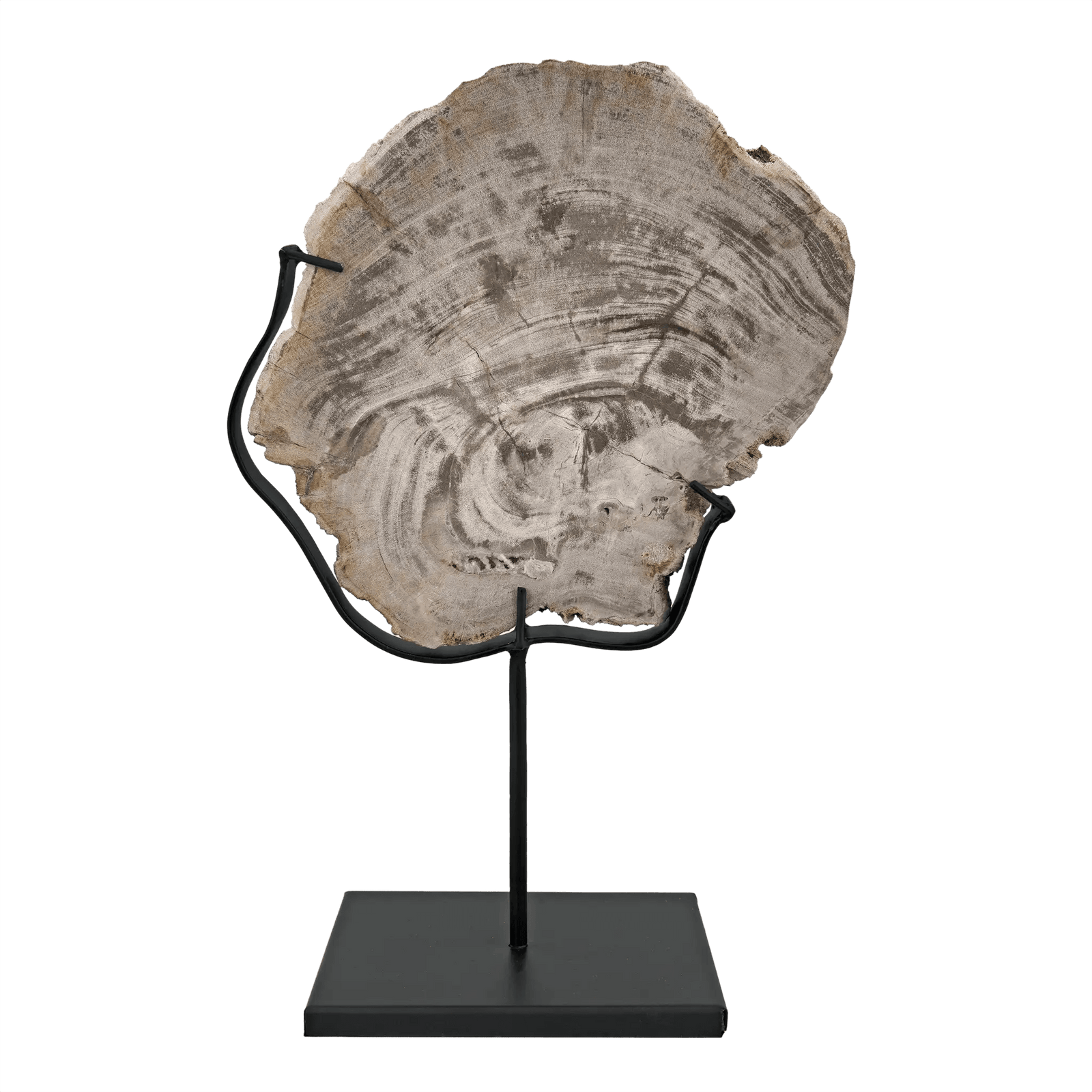 Noir Wood Fossil with Stand, 8" DECORATIVE OBJECTS