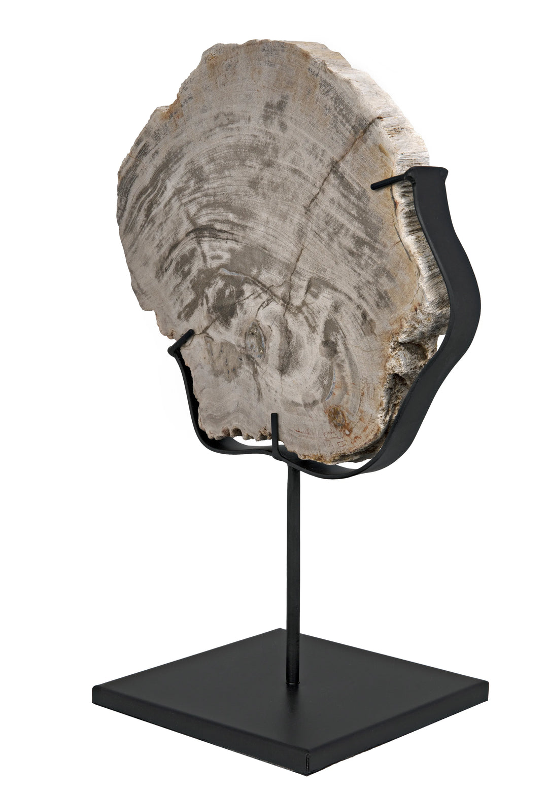 American Home Furniture | Noir - Wood Fossil with Stand, 8"