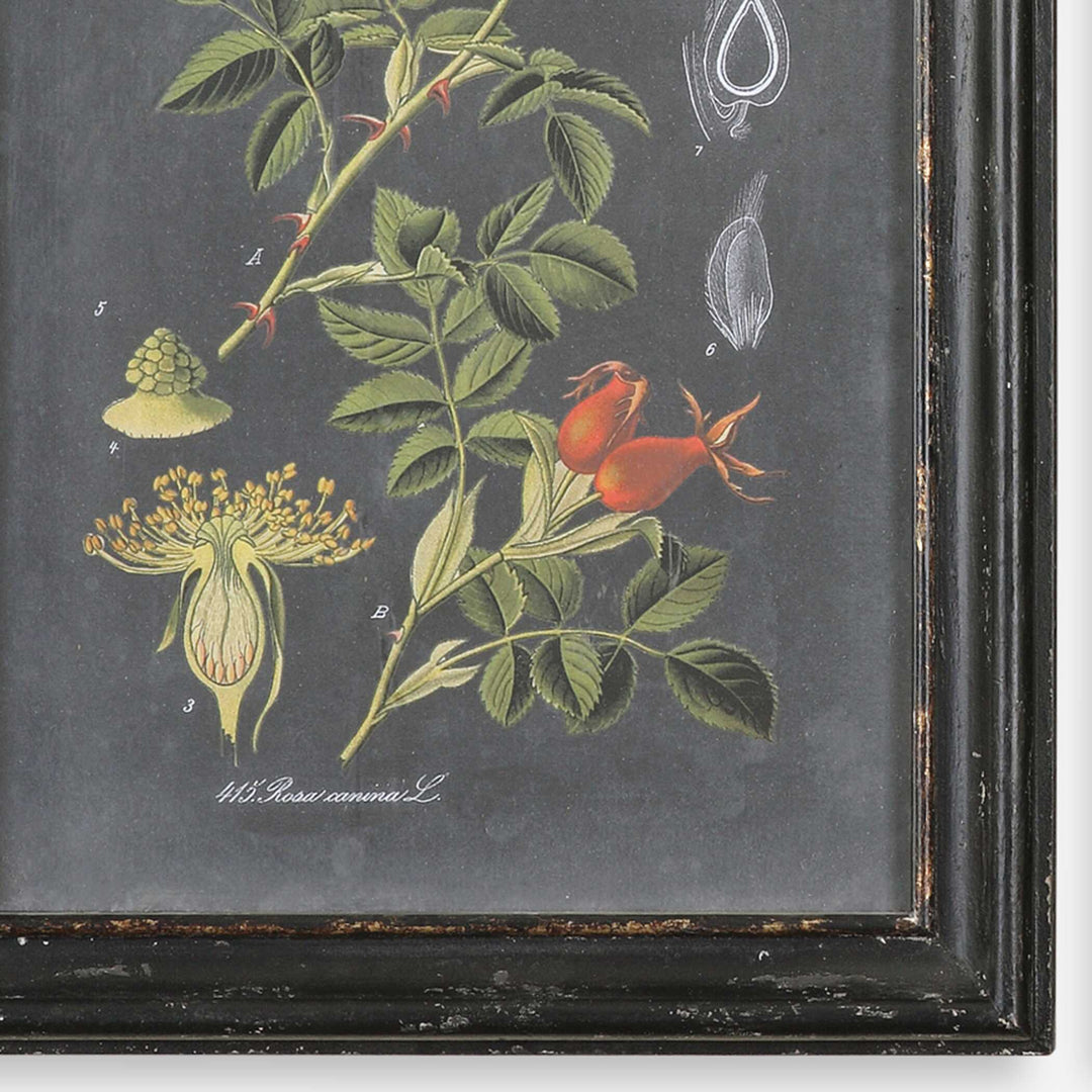 American Home Furniture Uttermost Midnight Botanicals Wall Art Set of 2