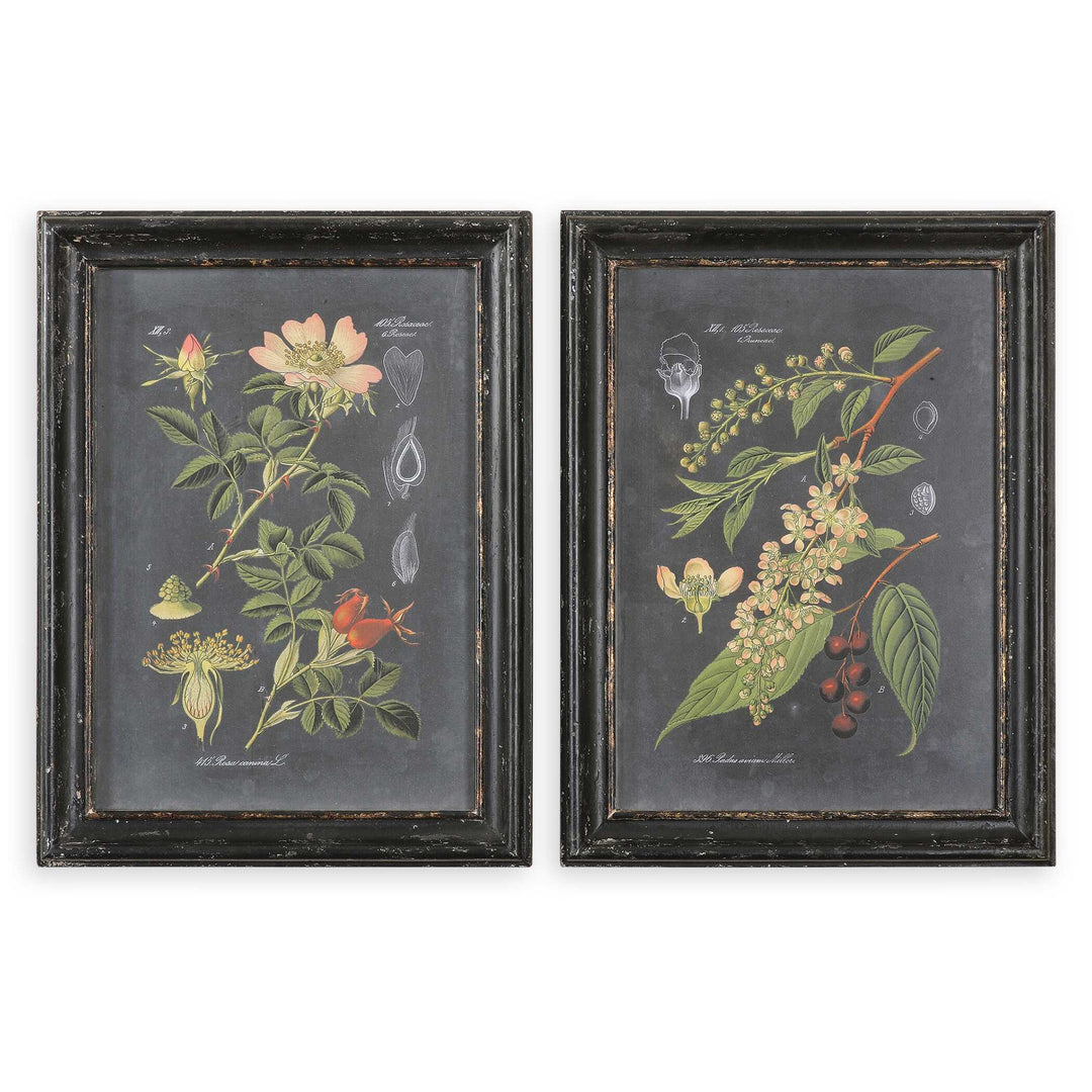 American Home Furniture Uttermost Midnight Botanicals Wall Art Set of 2