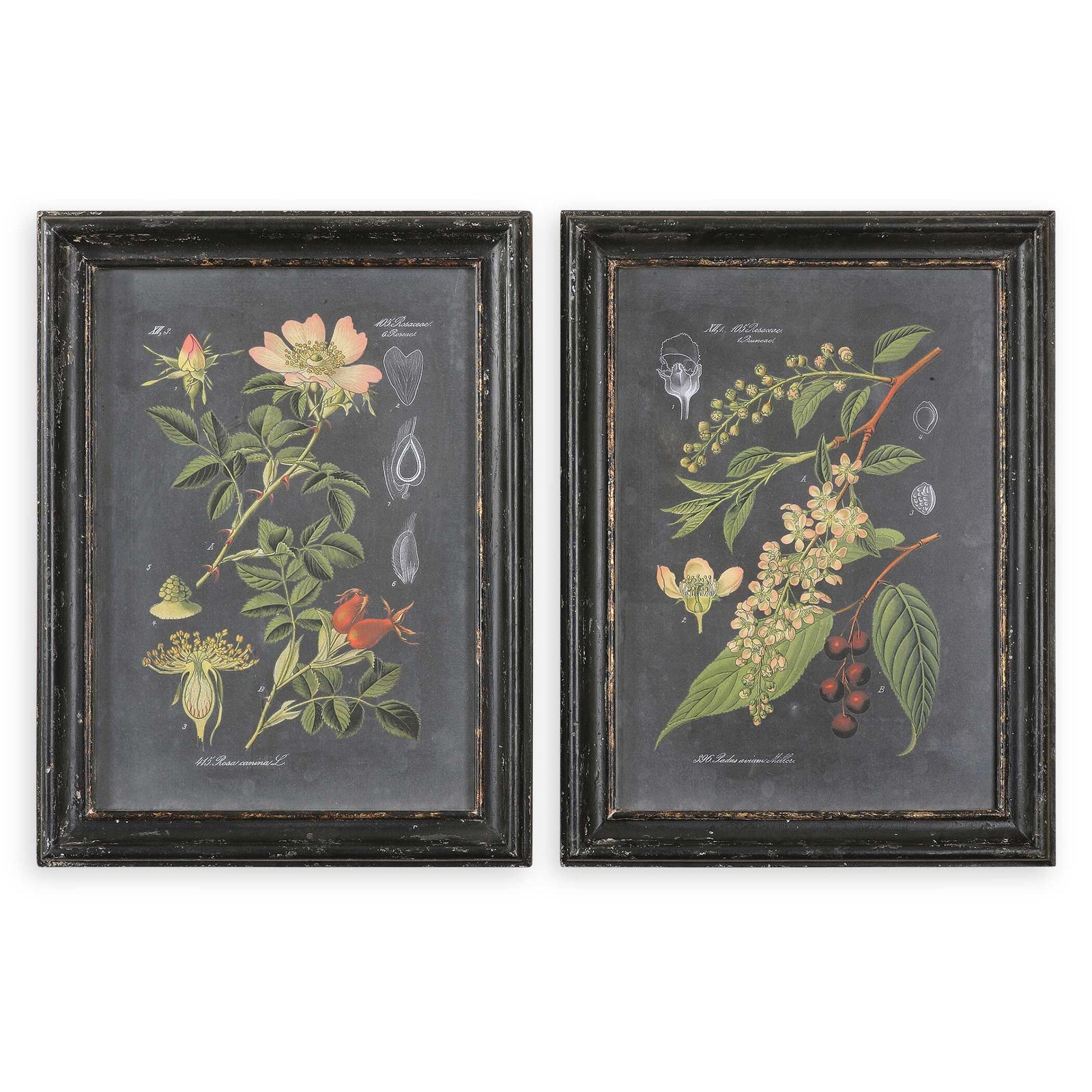 American Home Furniture Uttermost Midnight Botanicals Wall Art Set of 2
