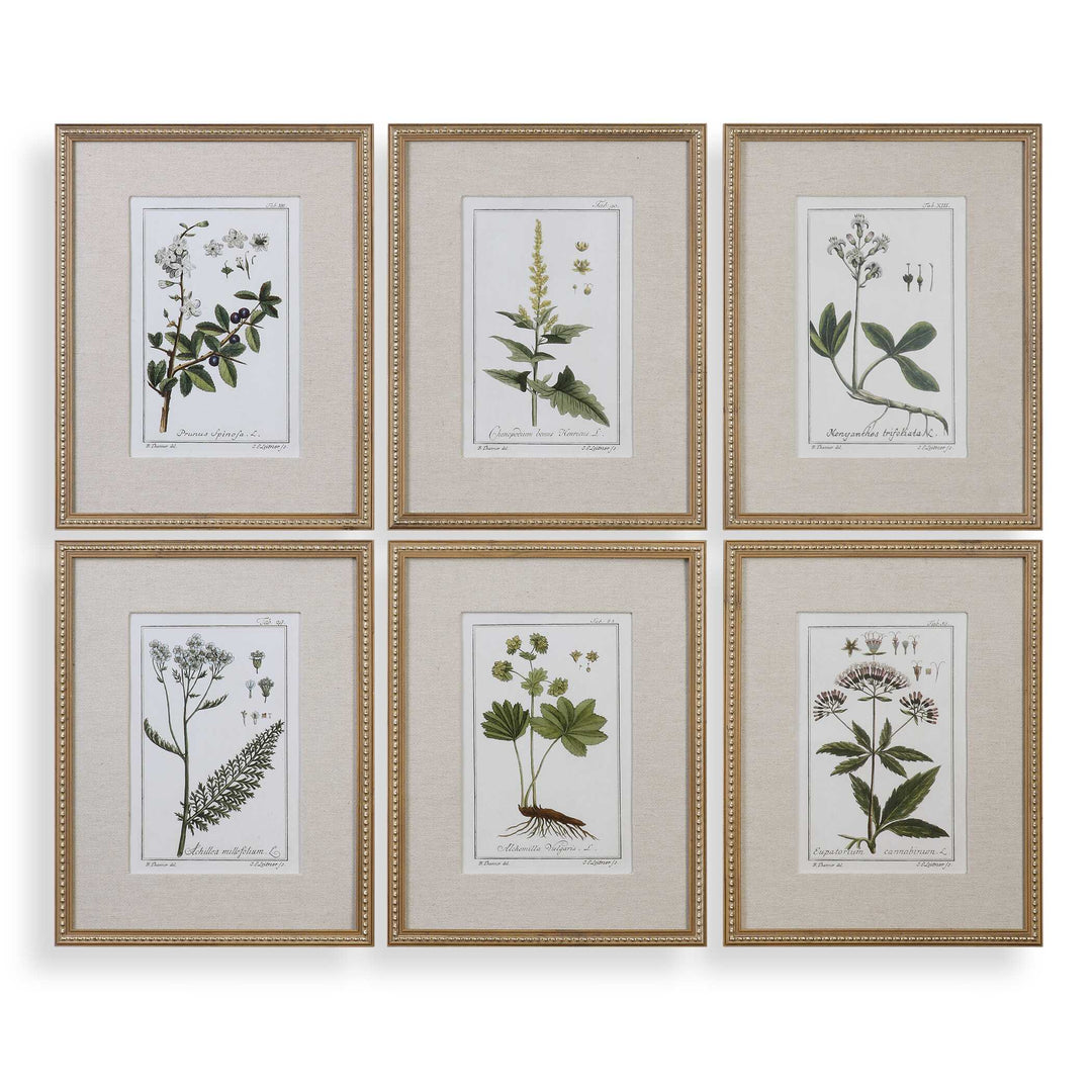 American Home Furniture Uttermost Green Floral Botanical Study Prints Set of 6