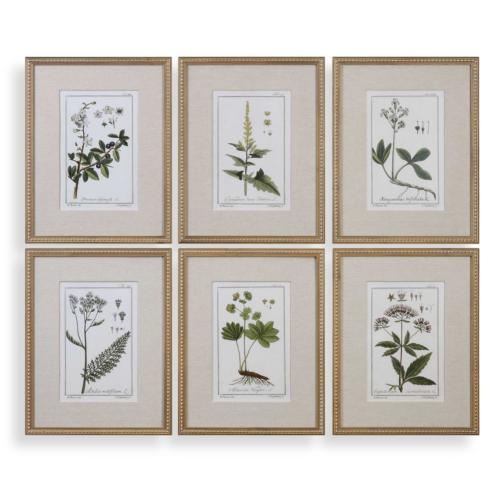 American Home Furniture Uttermost Green Floral Botanical Study Prints Set of 6