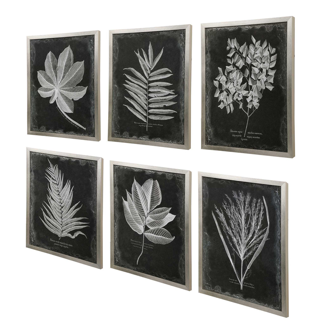 American Home Furniture Uttermost Foliage Framed Prints, Set of 6