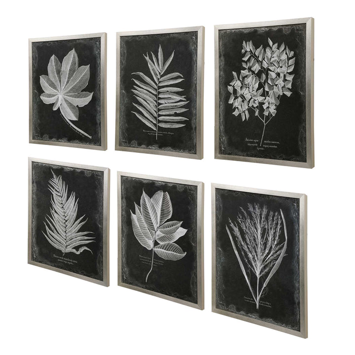 American Home Furniture Uttermost Foliage Framed Prints, Set of 6